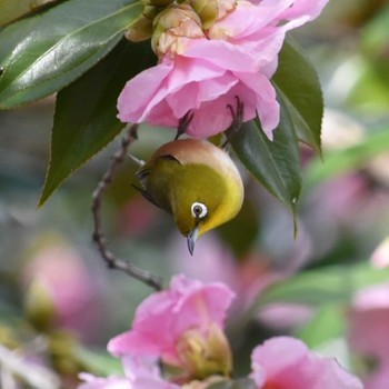 Warbling White-eye 庄内緑地公園 Tue, 2/18/2020