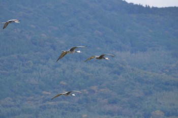 Hooded Crane Izumi Crane Observation Center Tue, 12/31/2019