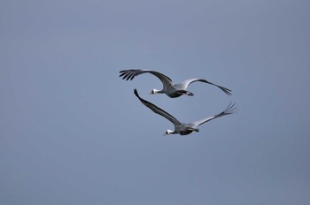 White-naped Crane Izumi Crane Observation Center Tue, 12/31/2019