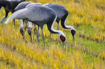 White-naped Crane Izumi Crane Observation Center Tue, 12/31/2019