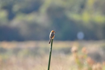 Bull-headed Shrike Izumi Crane Observation Center Tue, 12/31/2019