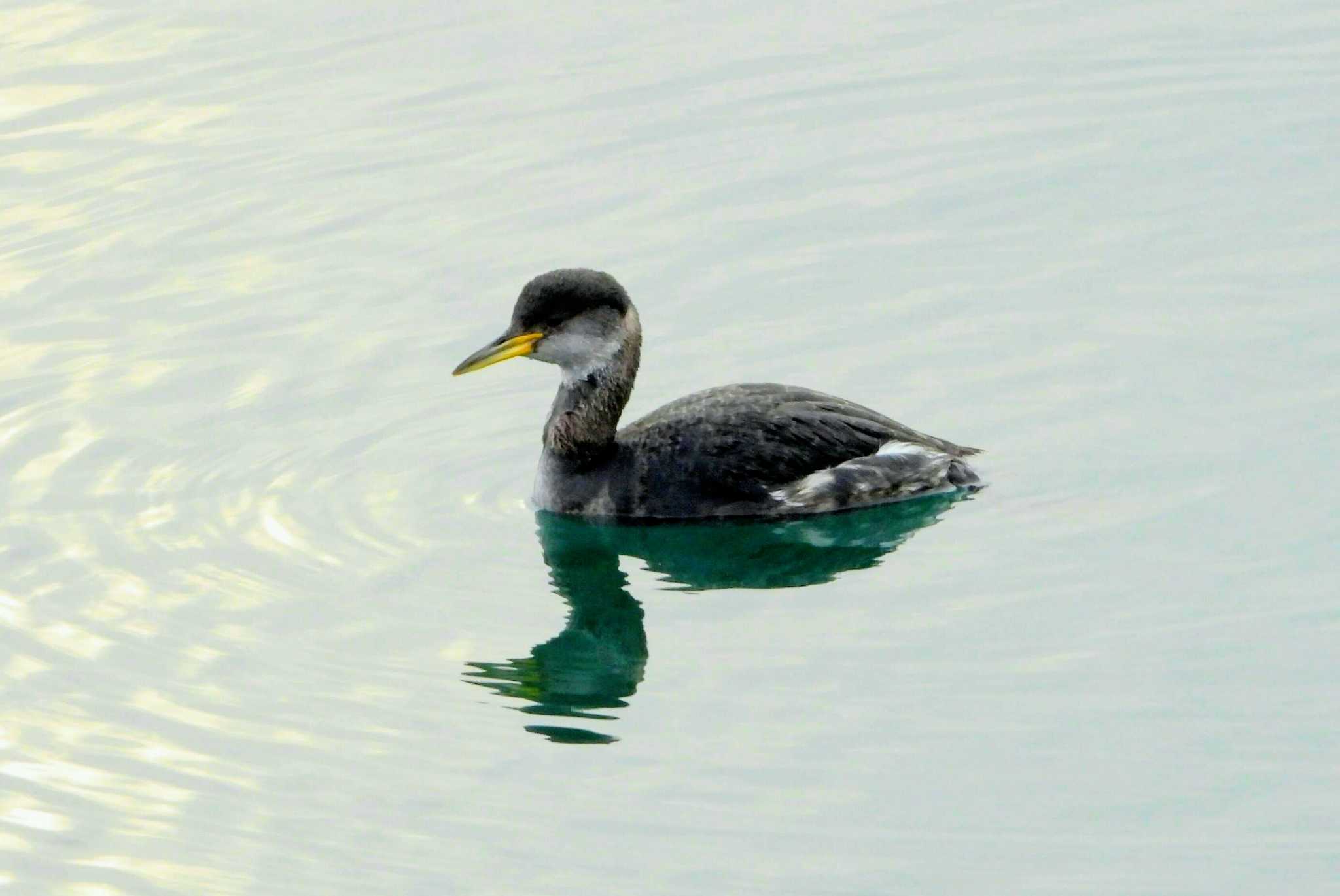 Photo of Red-necked Grebe at 茨城県 by サジタリウスの眼
