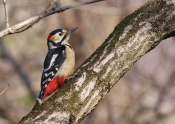 Great Spotted Woodpecker Mine Park Mon, 2/17/2020