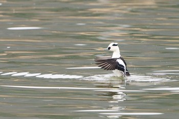 ミコアイサ 湖山池(鳥取市) 撮影日未設定