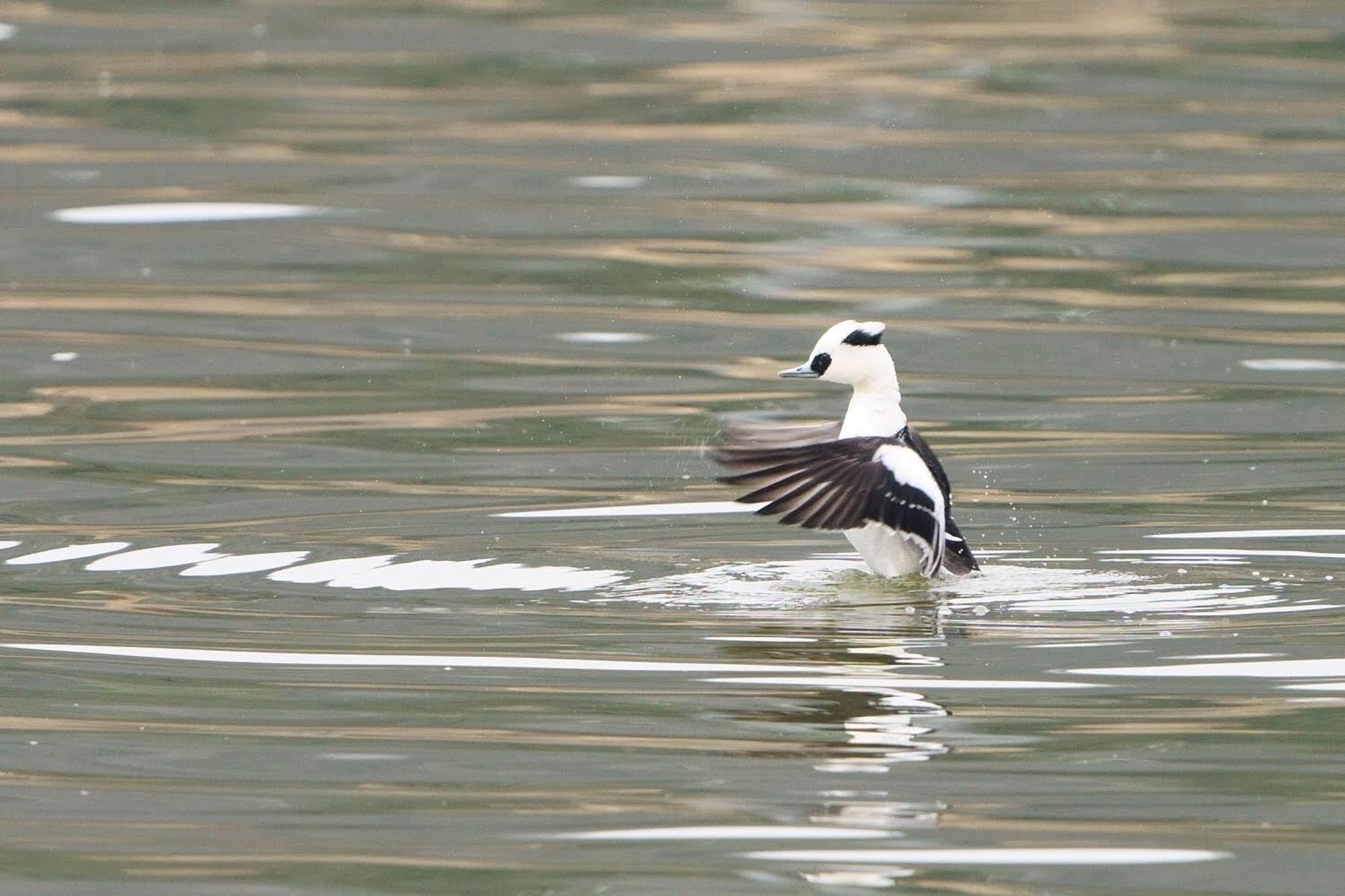 Photo of Smew at 湖山池(鳥取市) by 倶利伽羅