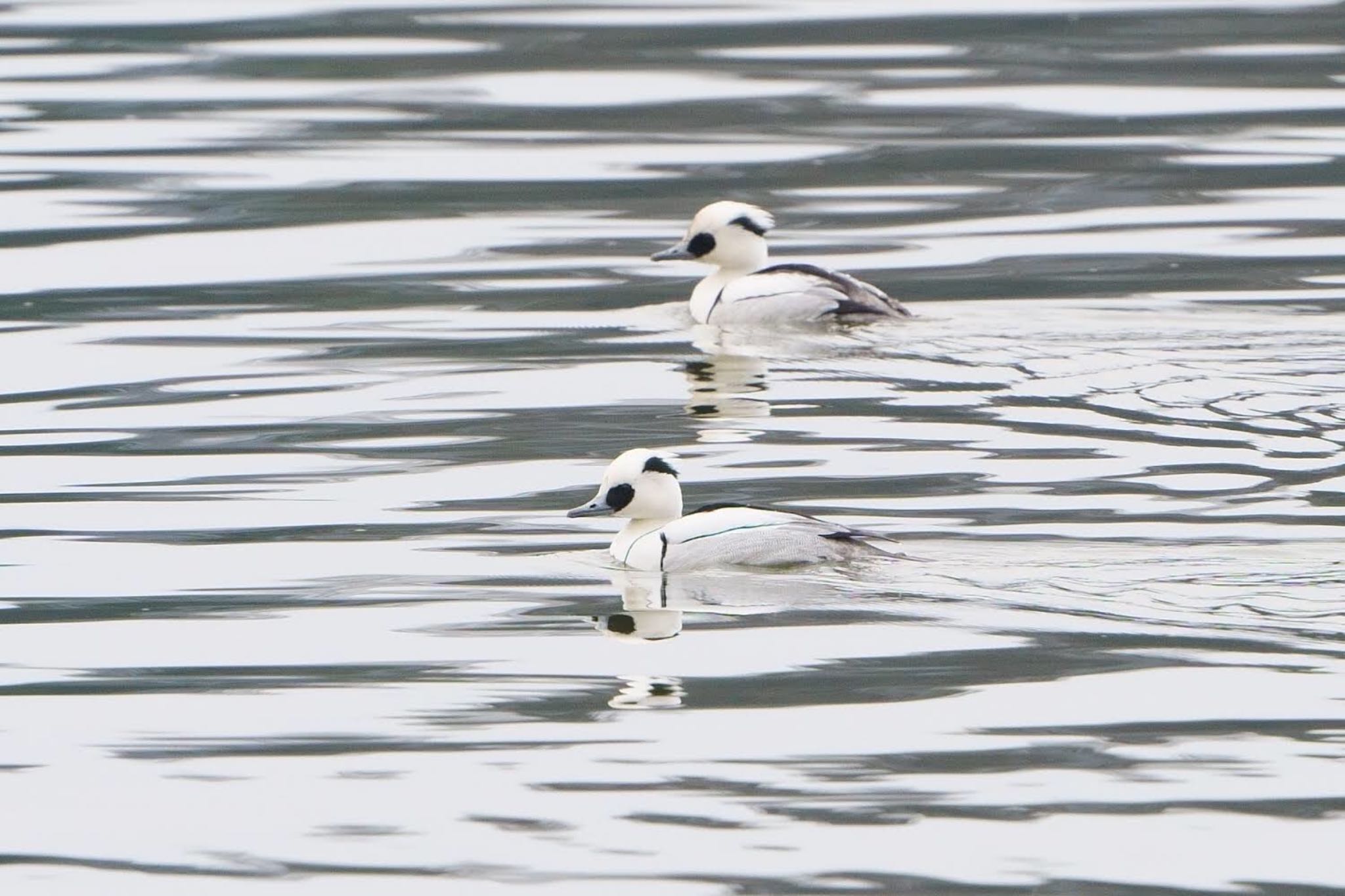 Photo of Smew at 湖山池(鳥取市) by 倶利伽羅