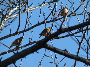 カワラヒワ 昭和記念公園 2020年2月18日(火)