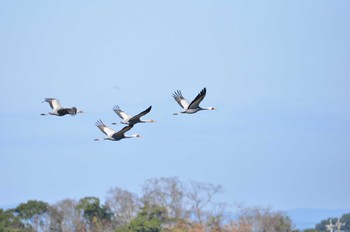 White-naped Crane Izumi Crane Observation Center Wed, 1/1/2020