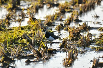 タゲリ 出水市ツル観察センター 2020年1月1日(水)