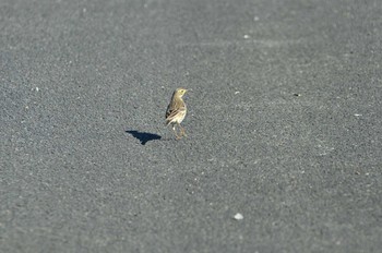 Water Pipit Izumi Crane Observation Center Wed, 1/1/2020