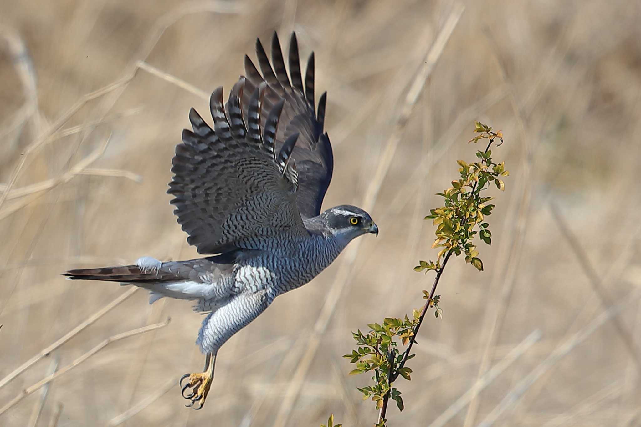 Photo of Eurasian Goshawk at 東京都多摩地域 by 子宝貧乏