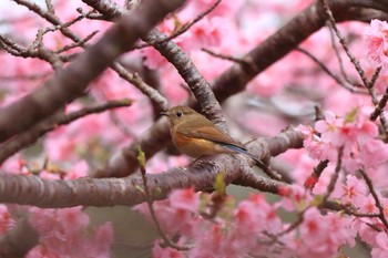 Red-flanked Bluetail Amami Forest Police Wed, 1/29/2020