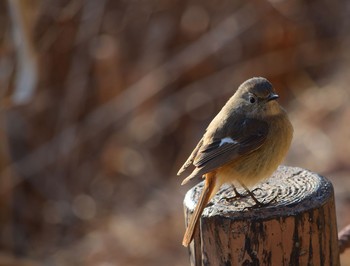 Daurian Redstart Showa Kinen Park Unknown Date