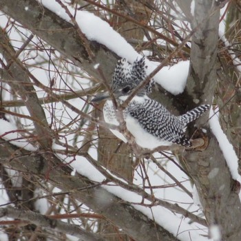 Crested Kingfisher Makomanai Park Wed, 2/19/2020