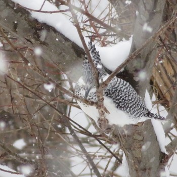 Crested Kingfisher Makomanai Park Wed, 2/19/2020