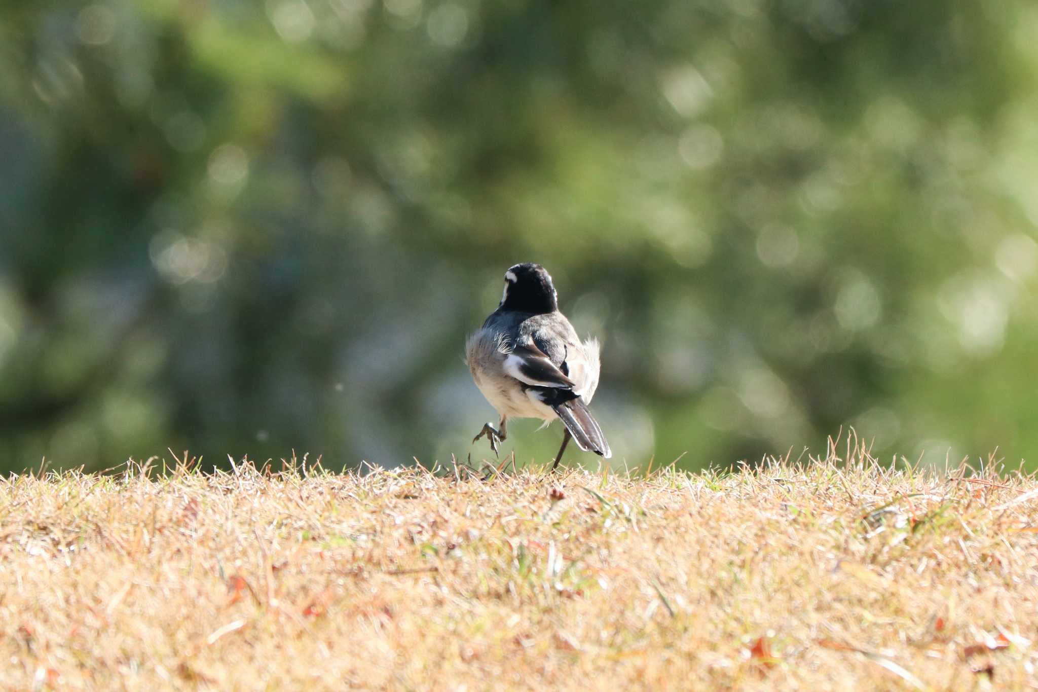 White Wagtail