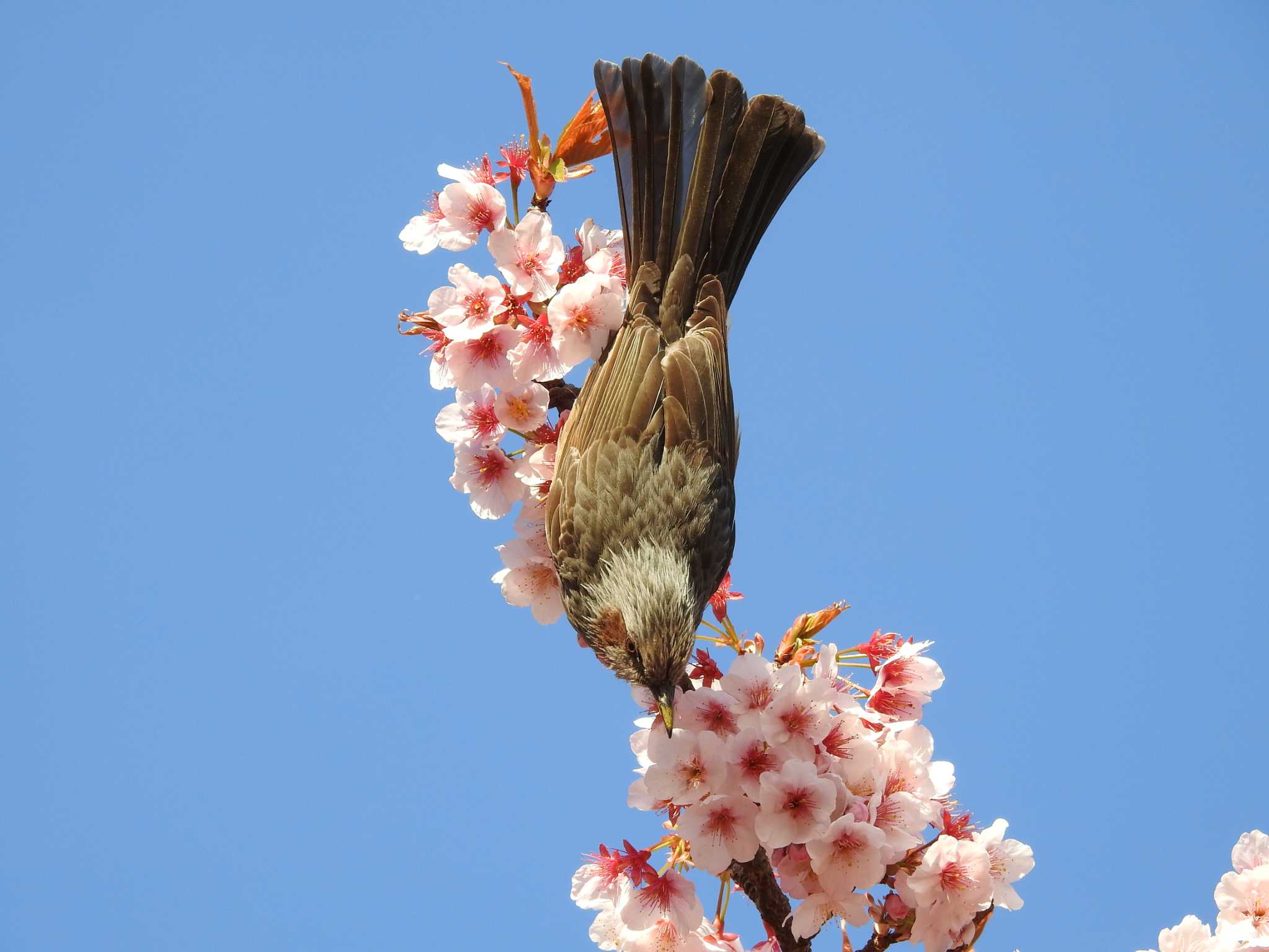 Photo of Brown-eared Bulbul at Shinjuku Gyoen National Garden by TK2