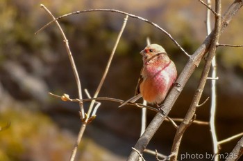 Siberian Long-tailed Rosefinch 八ヶ岳 Wed, 2/19/2020