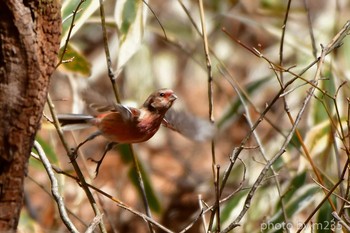 Siberian Long-tailed Rosefinch 八ヶ岳 Wed, 2/19/2020