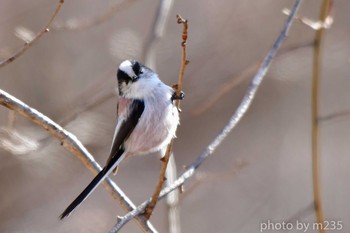 Long-tailed Tit 八ヶ岳 Wed, 2/19/2020