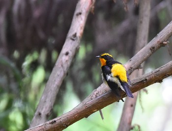 2015年7月11日(土) 高尾山の野鳥観察記録