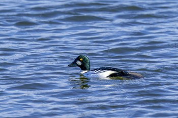 Common Goldeneye