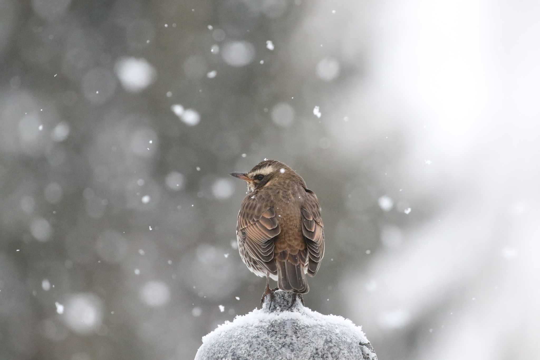 雪 by 野鳥好き