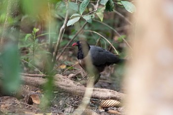 アカハシハシリカッコウ プーキィアオ野生動物保護区 2020年2月10日(月)