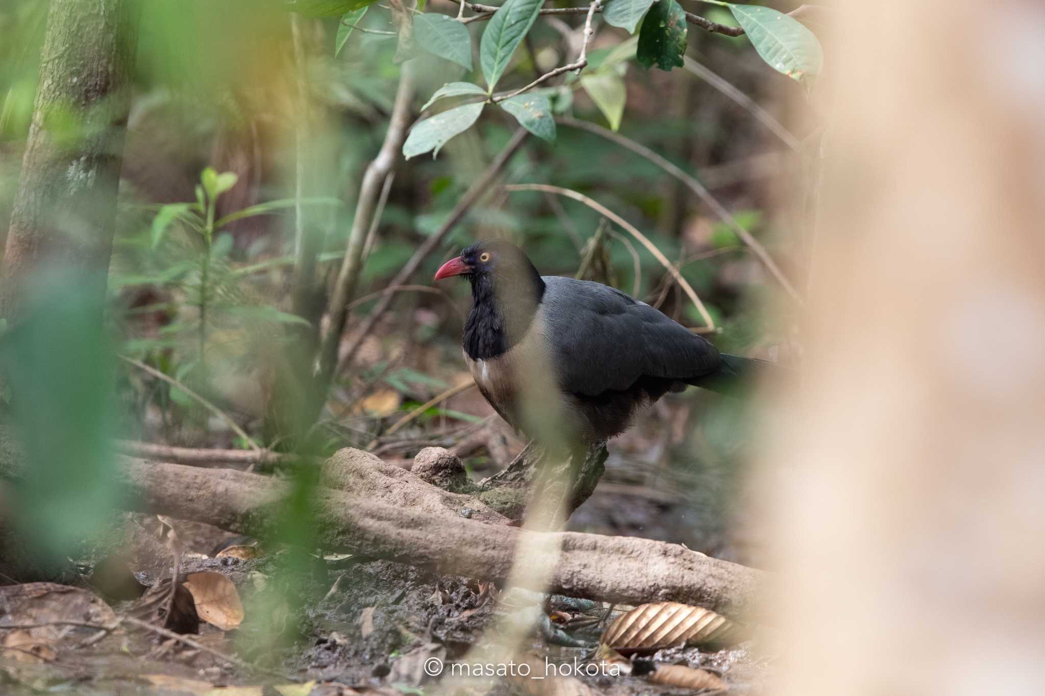 Coral-billed Ground Cuckoo