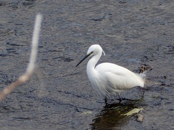 Little Egret 境川遊水地公園 Wed, 2/19/2020