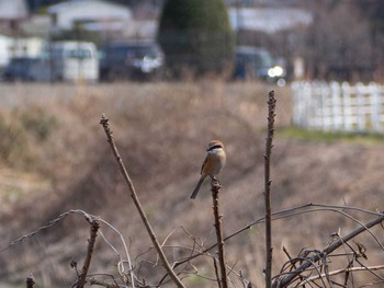 Bull-headed Shrike 境川遊水地公園 Wed, 2/19/2020