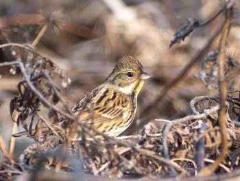 Masked Bunting 境川遊水地公園 Wed, 2/19/2020