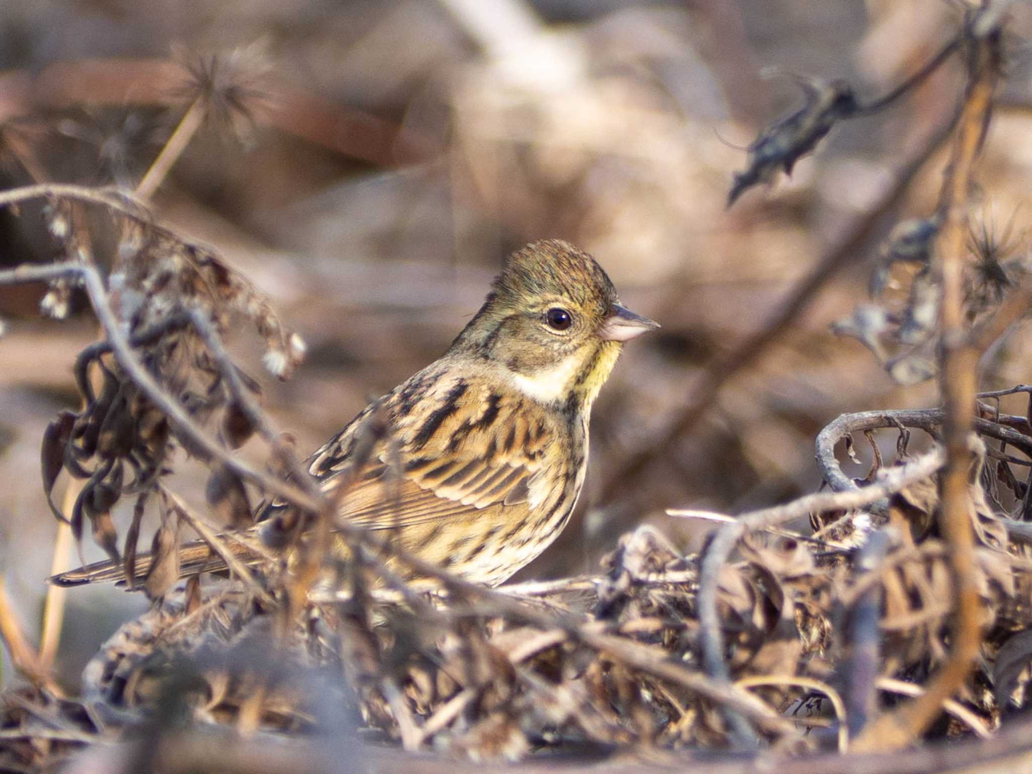 Photo of Masked Bunting at 境川遊水地公園 by Tosh@Bird