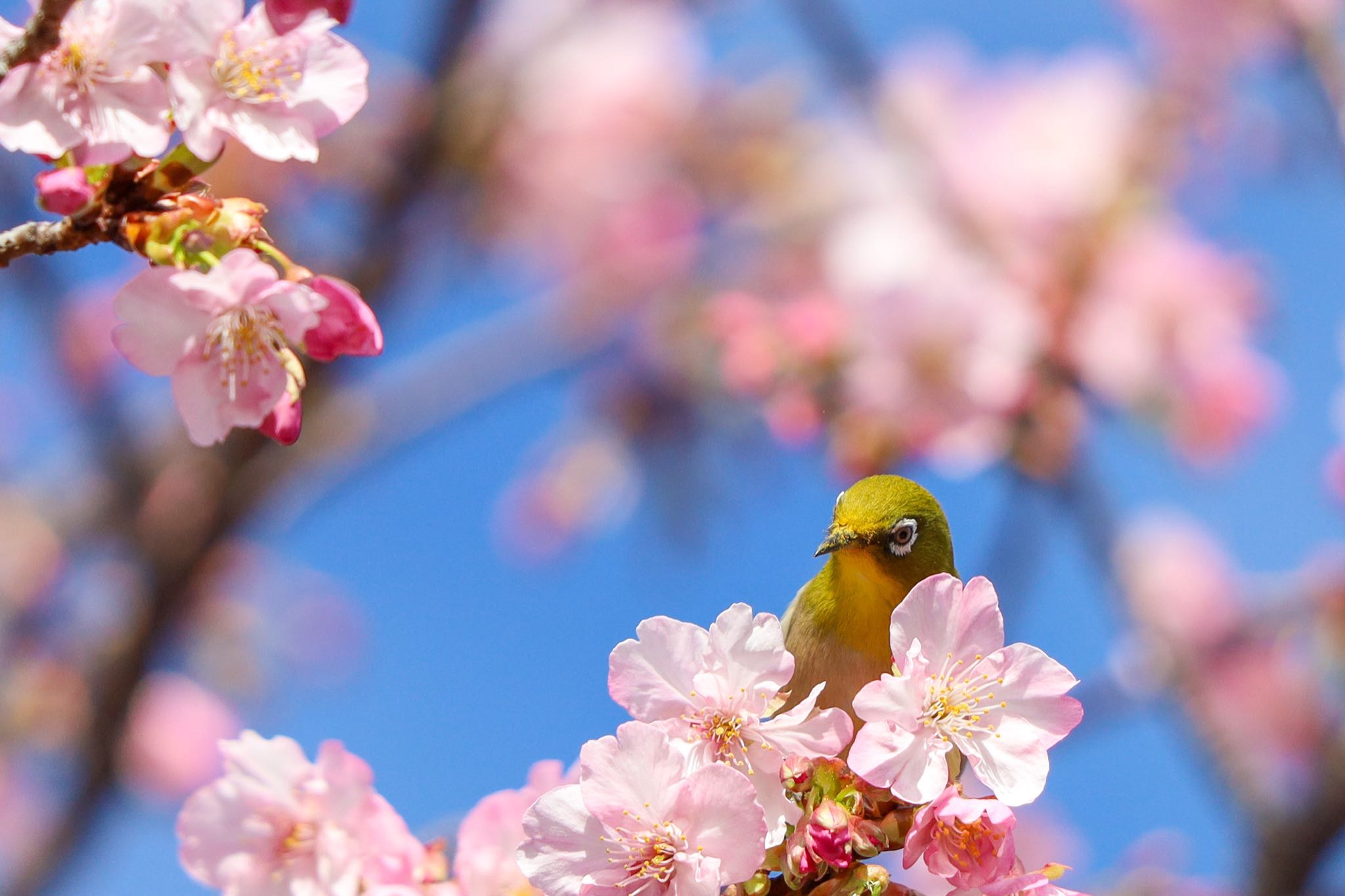 さくら公園の河津桜が咲きました❤️