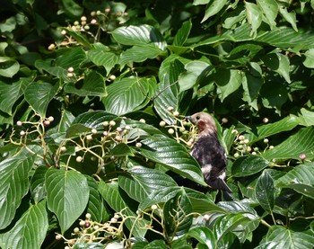 Sun, 7/19/2015 Birding report at Kasai Rinkai Park