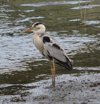 Grey Heron Kasai Rinkai Park Sun, 7/19/2015