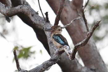 アオバネワライカワセミ アイアンレンジ国立公園 2019年10月15日(火)