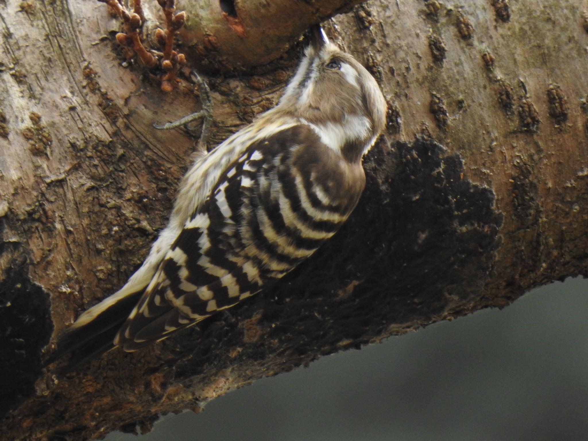 Photo of Japanese Pygmy Woodpecker at 逆川緑地 by スカイパパ