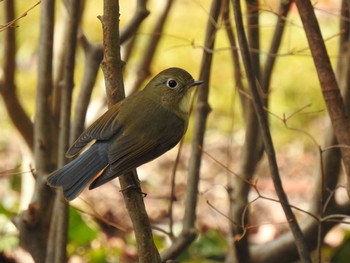 Red-flanked Bluetail 桜山 Tue, 2/18/2020