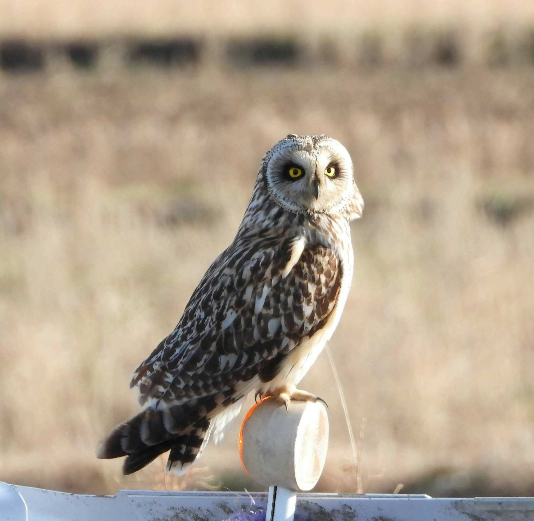  コミミズクの写真 by サジタリウスの眼