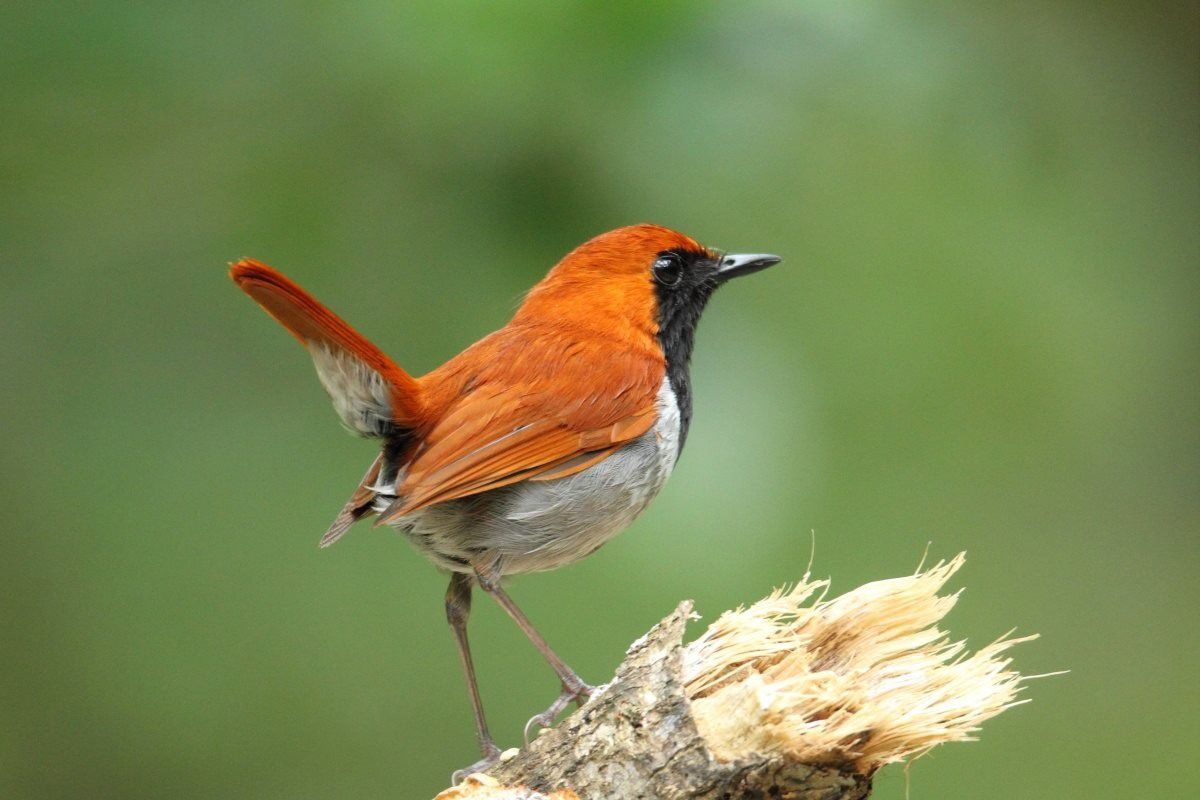 Photo of Ryukyu Robin at  by junk