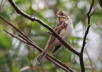 Rustic Bunting Mine Park Mon, 2/17/2020