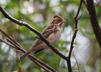 Rustic Bunting Mine Park Mon, 2/17/2020