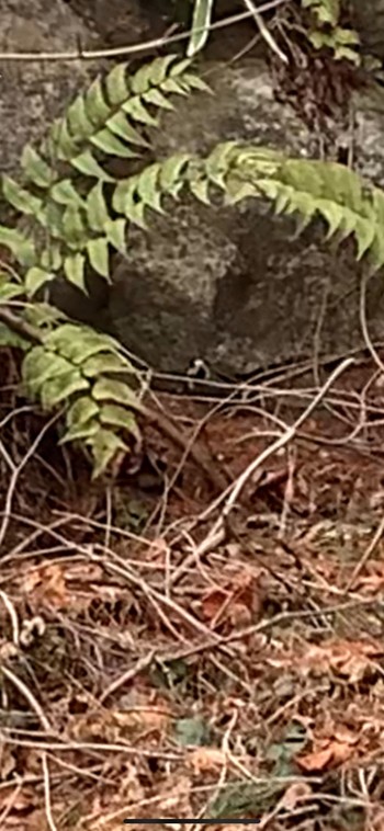 Long-tailed Tit 六甲高山植物園 Sat, 2/15/2020