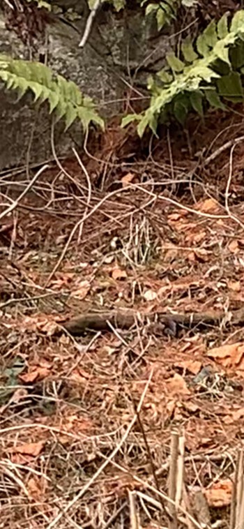 Long-tailed Tit 六甲高山植物園 Unknown Date