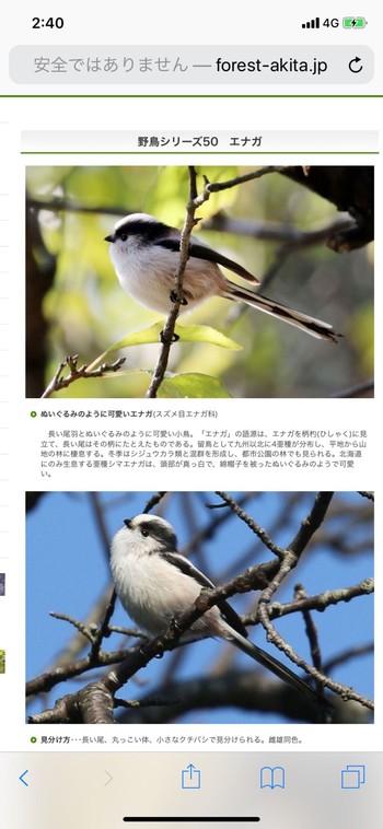 Long-tailed Tit Unknown Spots Unknown Date