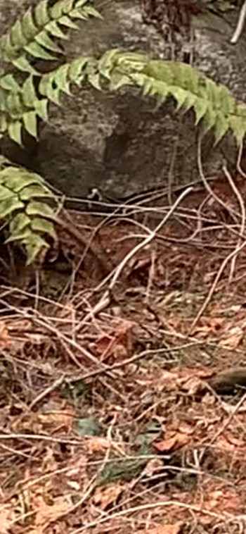 エナガ 六甲高山植物園 2020年2月15日(土)