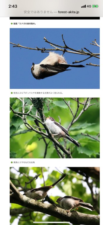 エナガ 六甲高山植物園 撮影日未設定