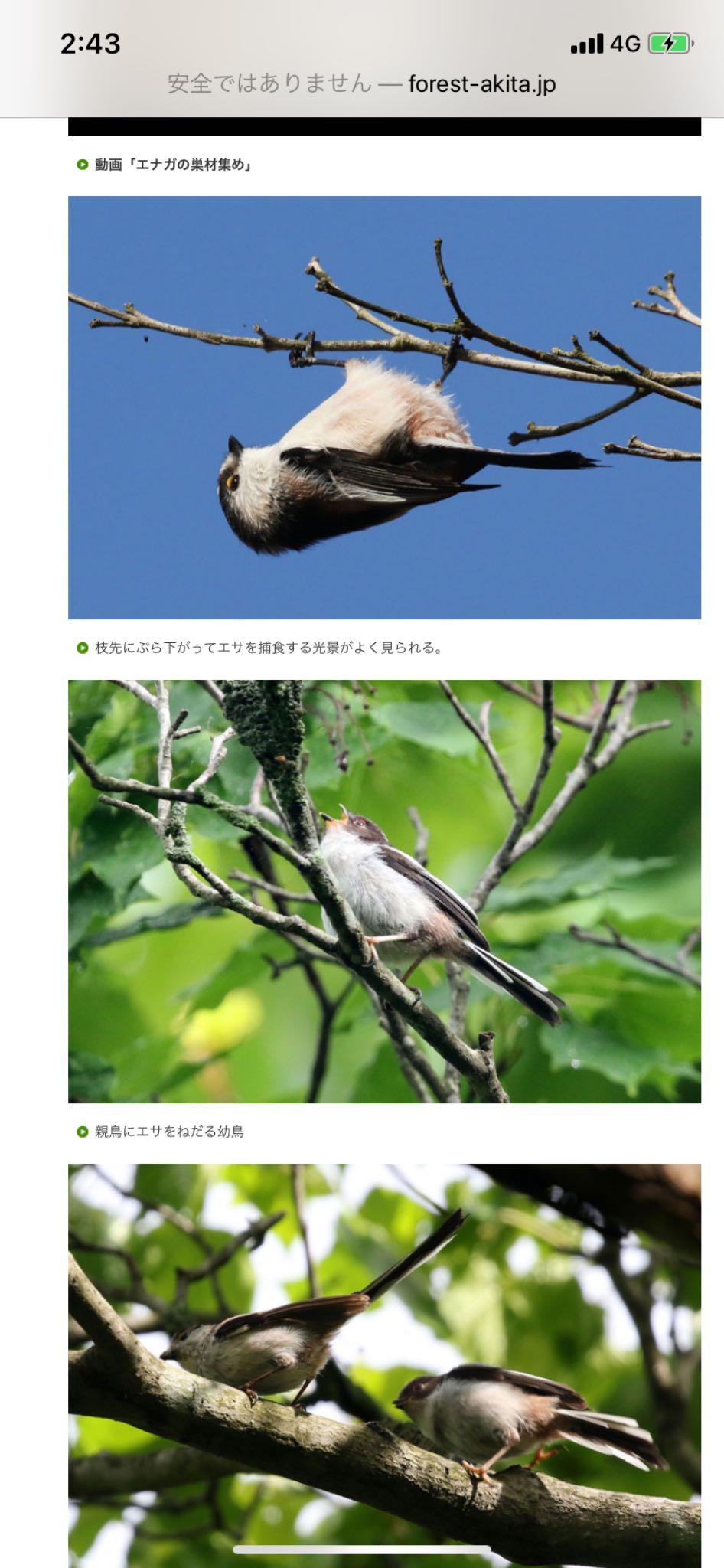 Photo of Long-tailed Tit at 六甲高山植物園 by A S