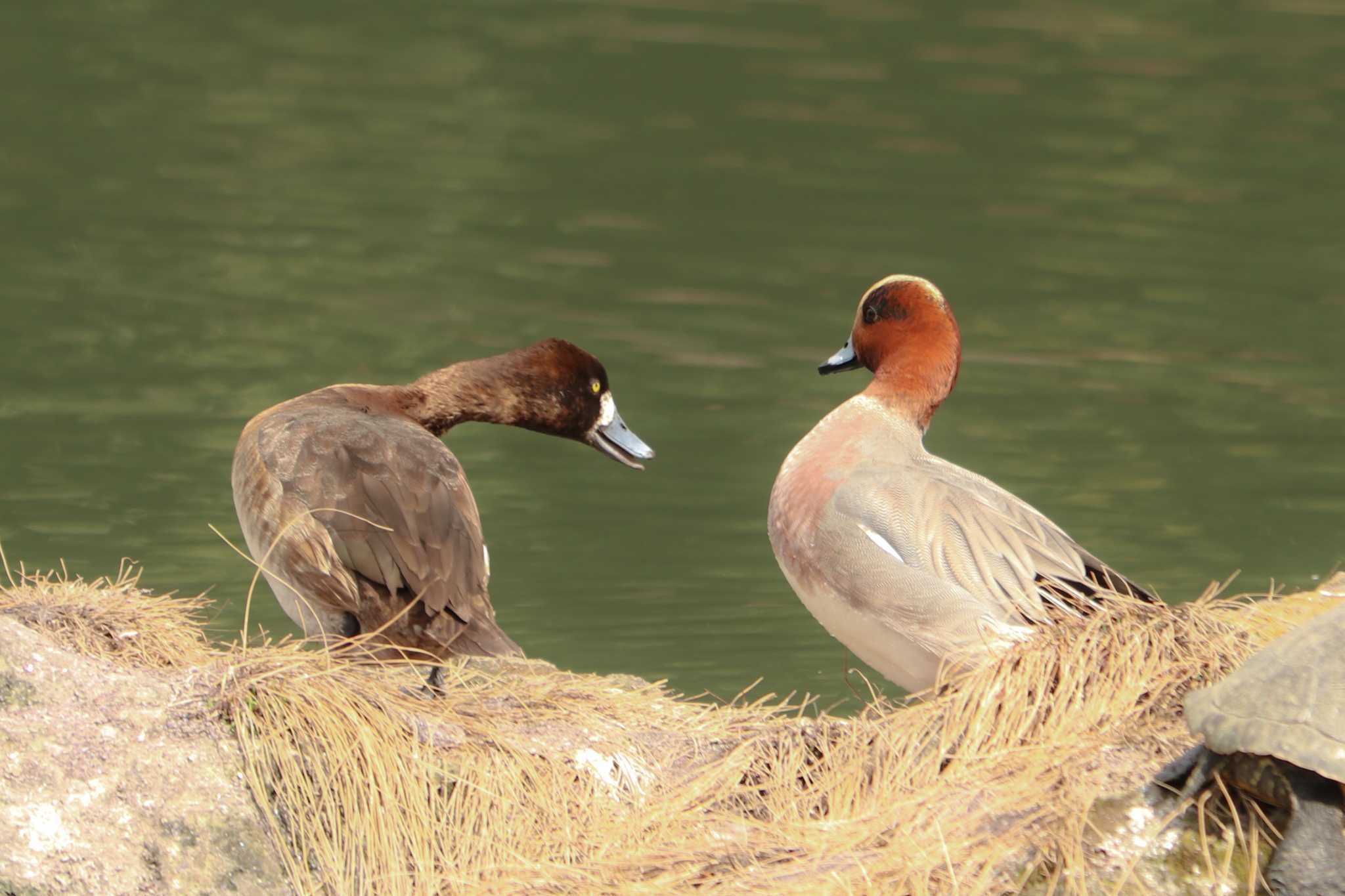 Eurasian Wigeon